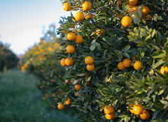Orchard Work